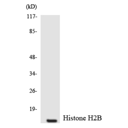 Western Blot - Anti-Histone H2B Antibody (R12-2879) - Antibodies.com