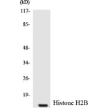 Western Blot - Anti-Histone H2B Antibody (R12-2879) - Antibodies.com