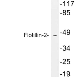 Western Blot - Anti-Flotillin-2 Antibody (R12-2143) - Antibodies.com