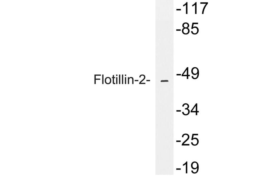 Western Blot - Anti-Flotillin-2 Antibody (R12-2143) - Antibodies.com