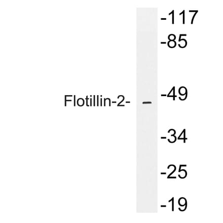 Western Blot - Anti-Flotillin-2 Antibody (R12-2143) - Antibodies.com