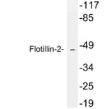 Western Blot - Anti-Flotillin-2 Antibody (R12-2143) - Antibodies.com