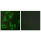 Immunofluorescence - Anti-Aquaporin 2 Antibody (B0768) - Antibodies.com