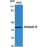 Western Blot - Anti-Annexin III Antibody (R12-2024) - Antibodies.com