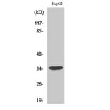 Western Blot - Anti-Annexin III Antibody (R12-2024) - Antibodies.com
