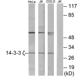 Western Blot - Anti-14-3-3 zeta Antibody (C12007) - Antibodies.com