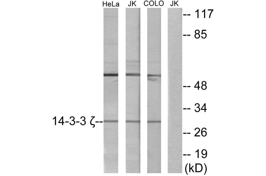 Western Blot - Anti-14-3-3 zeta Antibody (C12007) - Antibodies.com