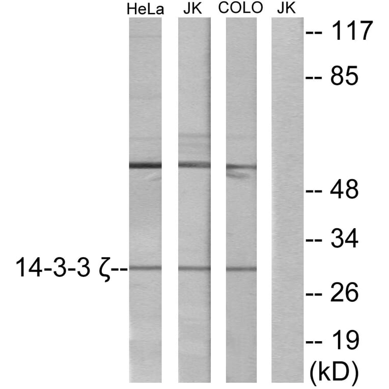 Western Blot - Anti-14-3-3 zeta Antibody (C12007) - Antibodies.com