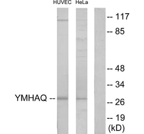 Western Blot - Anti-14-3-3 thet Antibody (C12006) - Antibodies.com