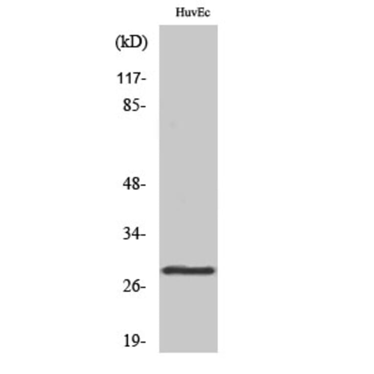 Western Blot - Anti-14-3-3 thet Antibody (C12006) - Antibodies.com