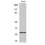 Western Blot - Anti-14-3-3 thet Antibody (C12006) - Antibodies.com