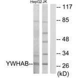 Western Blot - Anti-14-3-3 beta Antibody (C12001) - Antibodies.com