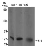 Western Blot - Anti-14-3-3 beta Antibody (C12001) - Antibodies.com