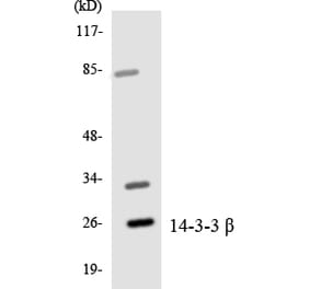 Western Blot - Anti-14-3-3 beta Antibody (R12-2418) - Antibodies.com