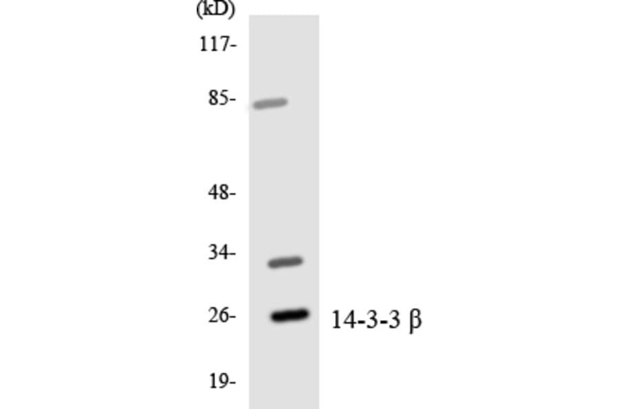 Western Blot - Anti-14-3-3 beta Antibody (R12-2418) - Antibodies.com