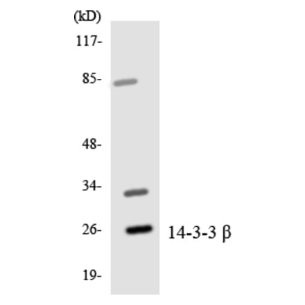 Western Blot - Anti-14-3-3 beta Antibody (R12-2418) - Antibodies.com