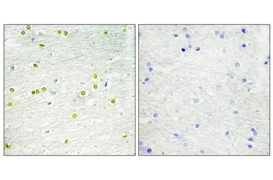 Immunohistochemistry - Anti-Histone H3 Antibody (B0662) - Antibodies.com