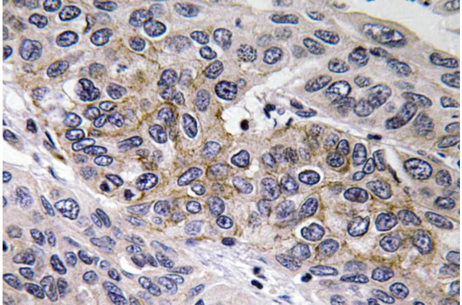 Immunohistochemistry - Anti-GCS-beta-2 Antibody (R12-2159) - Antibodies.com