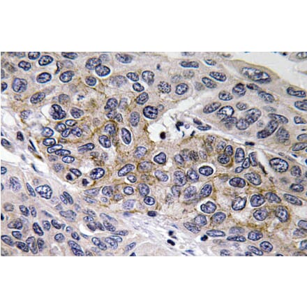 Immunohistochemistry - Anti-GCS-beta-2 Antibody (R12-2159) - Antibodies.com