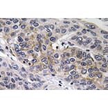 Immunohistochemistry - Anti-GCS-beta-2 Antibody (R12-2159) - Antibodies.com