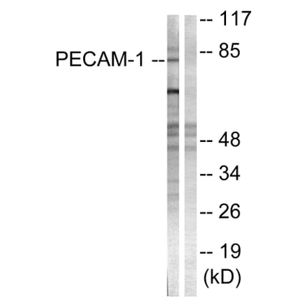 Western Blot - Anti-PECAM-1 Antibody (B0547) - Antibodies.com