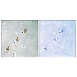 Immunohistochemistry - Anti-PECAM-1 Antibody (B0547) - Antibodies.com