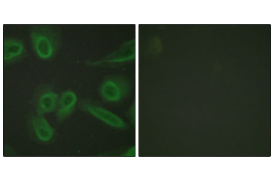 Immunofluorescence - Anti-PECAM-1 Antibody (B0547) - Antibodies.com