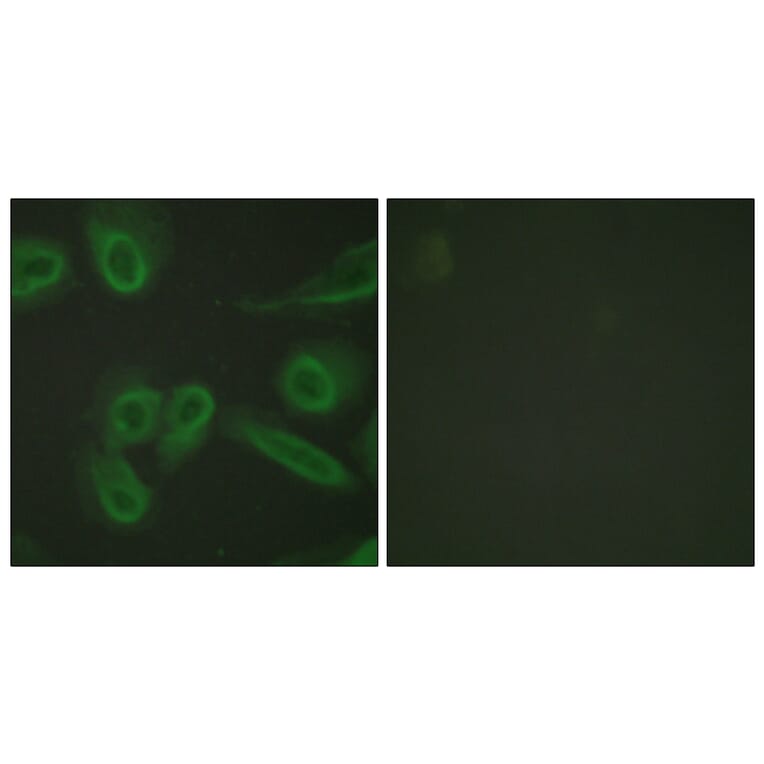 Immunofluorescence - Anti-PECAM-1 Antibody (B0547) - Antibodies.com