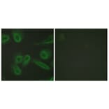 Immunofluorescence - Anti-PECAM-1 Antibody (B0547) - Antibodies.com
