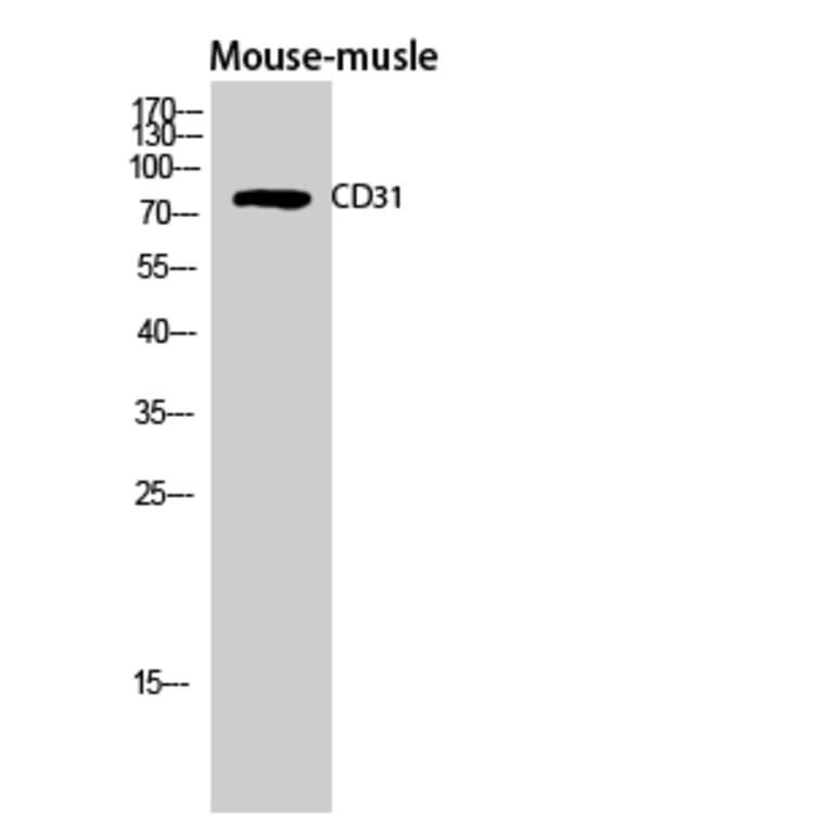 Western Blot - Anti-PECAM-1 Antibody (B0547) - Antibodies.com