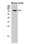 Western Blot - Anti-PECAM-1 Antibody (B0547) - Antibodies.com