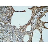 Immunohistochemistry - Anti-PECAM-1 Antibody (B0547) - Antibodies.com