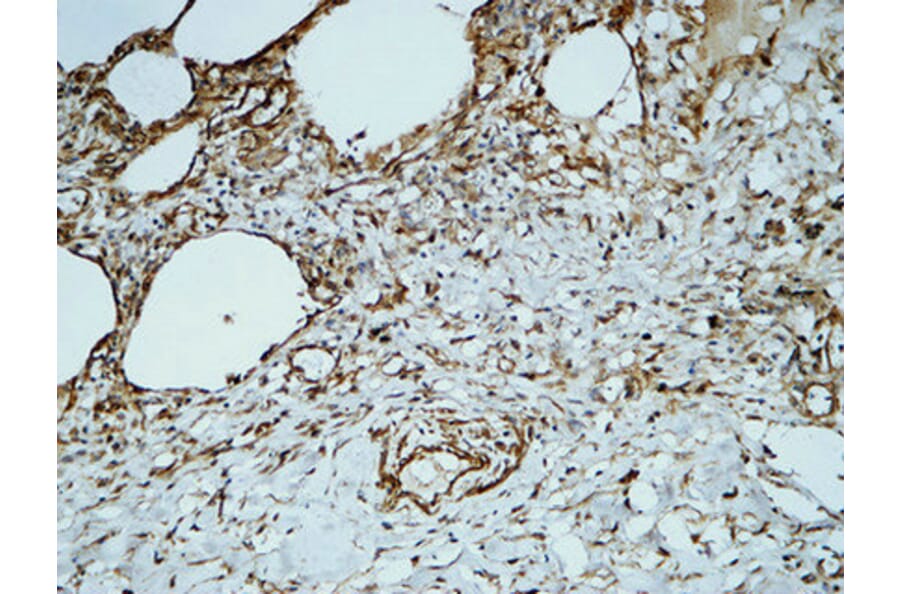 Immunohistochemistry - Anti-PECAM-1 Antibody (B0547) - Antibodies.com