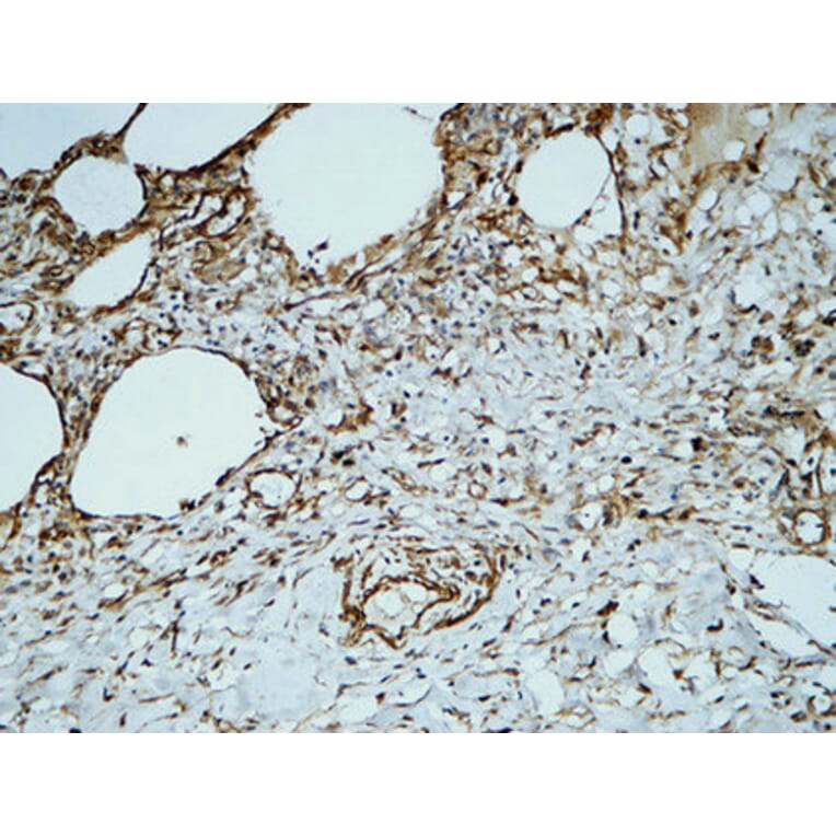 Immunohistochemistry - Anti-PECAM-1 Antibody (B0547) - Antibodies.com