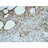 Immunohistochemistry - Anti-PECAM-1 Antibody (B0547) - Antibodies.com