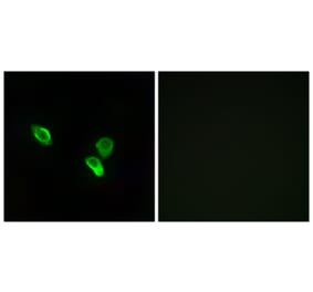 Immunofluorescence - Anti-MRPS18C Antibody (C14039) - Antibodies.com