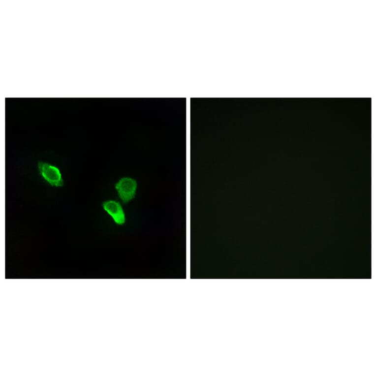 Immunofluorescence - Anti-MRPS18C Antibody (C14039) - Antibodies.com
