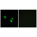 Immunofluorescence - Anti-MRPS18C Antibody (C14039) - Antibodies.com