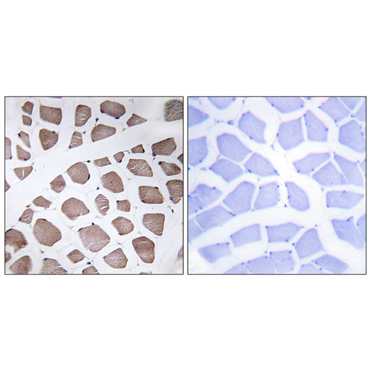 Immunohistochemistry - Anti-MRPS18C Antibody (C14039) - Antibodies.com