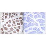 Immunohistochemistry - Anti-MRPS18C Antibody (C14039) - Antibodies.com