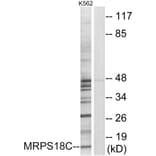 Western Blot - Anti-MRPS18C Antibody (C14039) - Antibodies.com