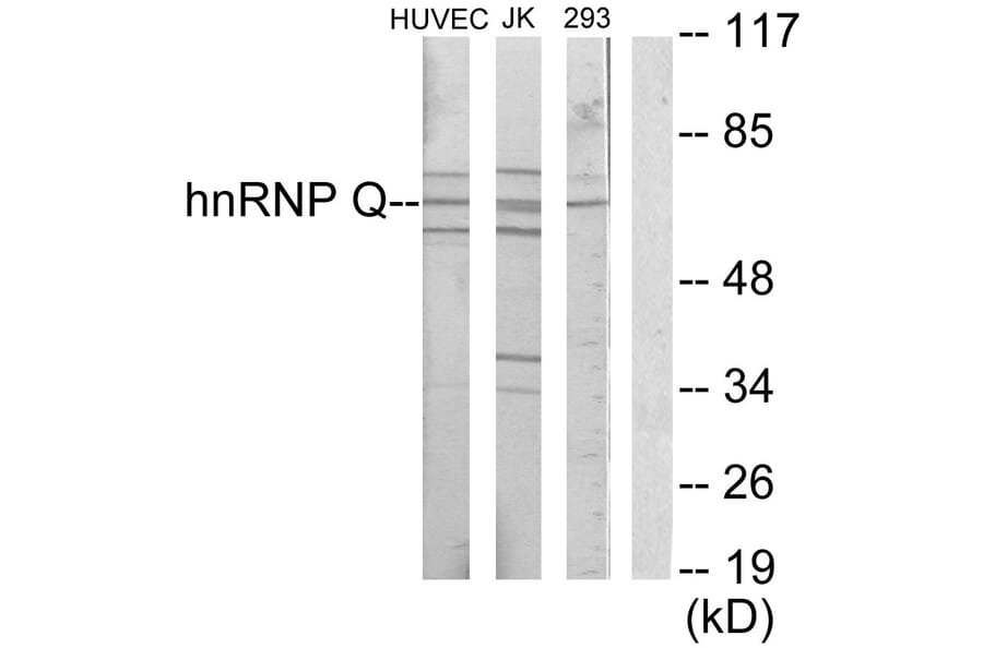 Western Blot - Anti-hnRNP Q Antibody (C10139) - Antibodies.com