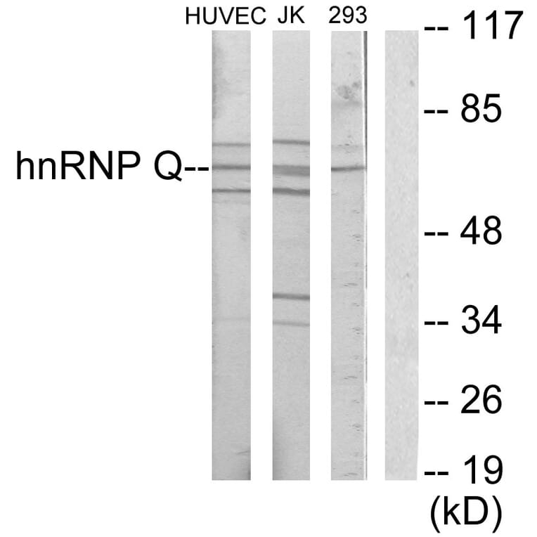 Western Blot - Anti-hnRNP Q Antibody (C10139) - Antibodies.com