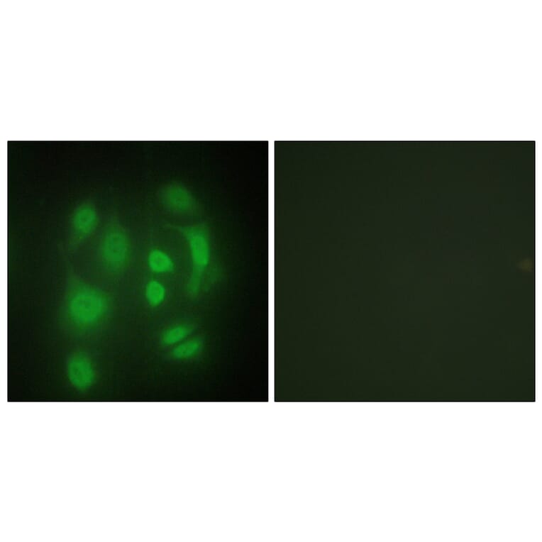 Immunofluorescence - Anti-hnRNP Q Antibody (C10139) - Antibodies.com