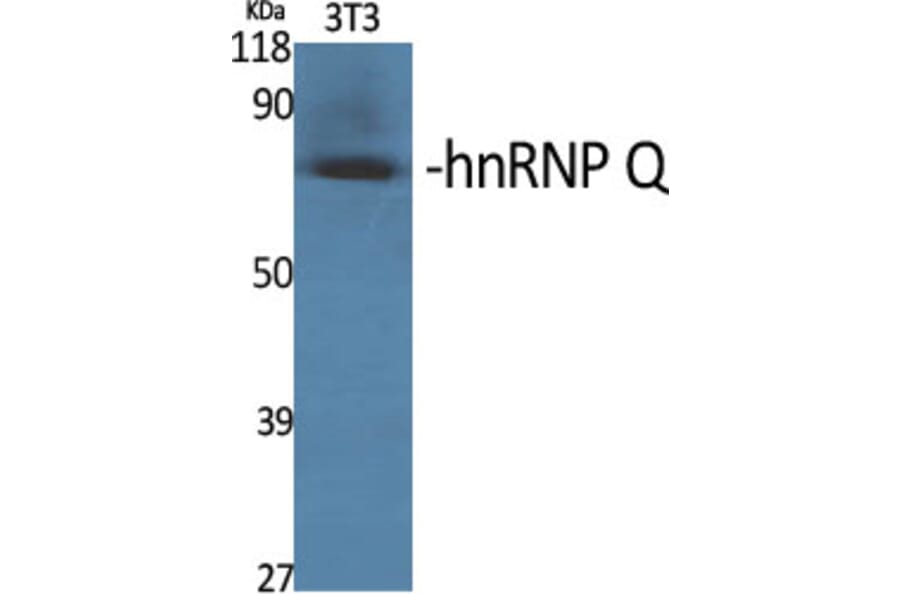 Western Blot - Anti-hnRNP Q Antibody (C10139) - Antibodies.com
