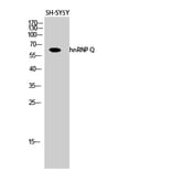Western Blot - Anti-hnRNP Q Antibody (C10139) - Antibodies.com