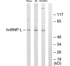 Western Blot - Anti-hnRNP L Antibody (C10375) - Antibodies.com
