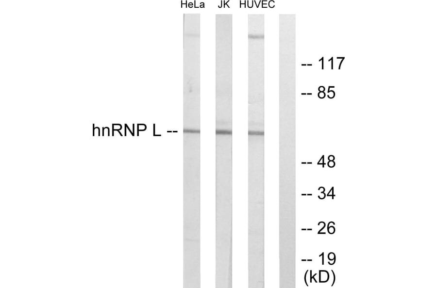 Western Blot - Anti-hnRNP L Antibody (C10375) - Antibodies.com