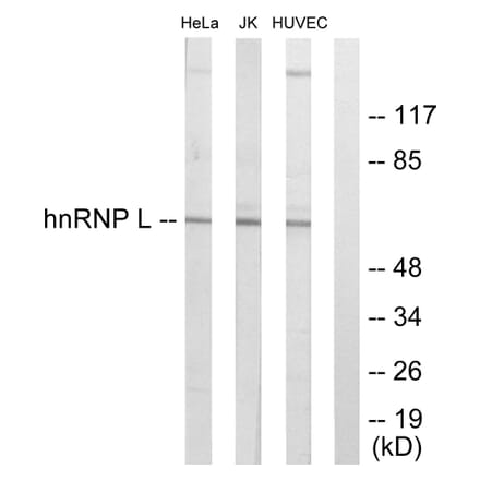 Western Blot - Anti-hnRNP L Antibody (C10375) - Antibodies.com