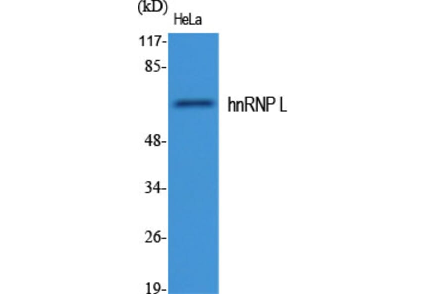 Western Blot - Anti-hnRNP L Antibody (C10375) - Antibodies.com